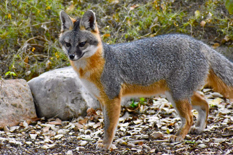 Южноамериканская лисица (Pseudalopex griseus)