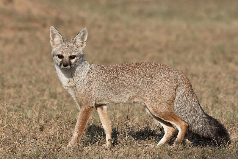 Vulpes Vulpes ареал