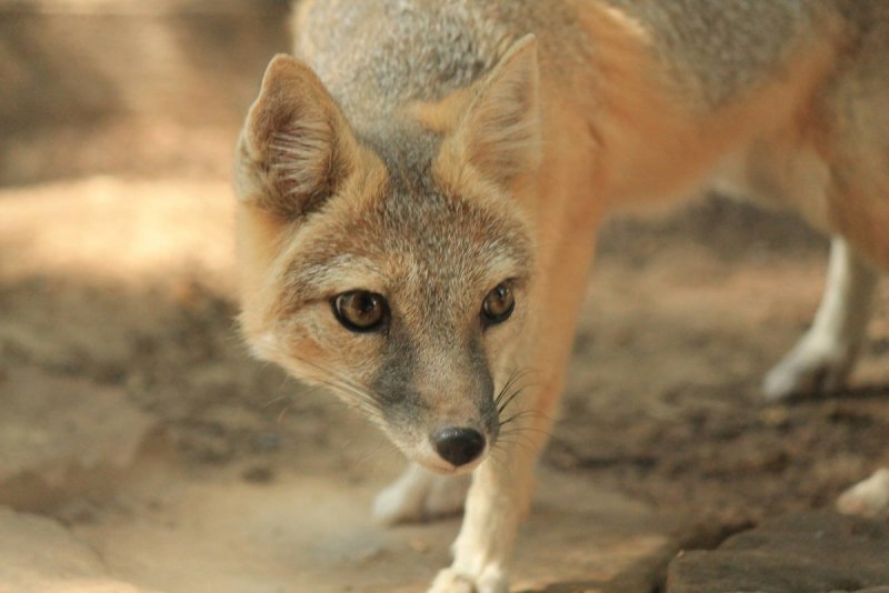 Pseudalopex gymnocercus