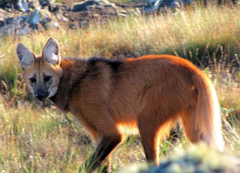 Lycalopex griseus