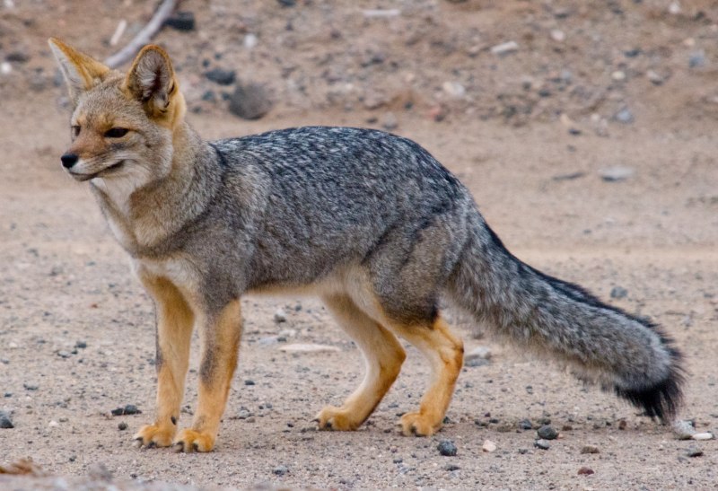 Urocyon cinereoargenteus
