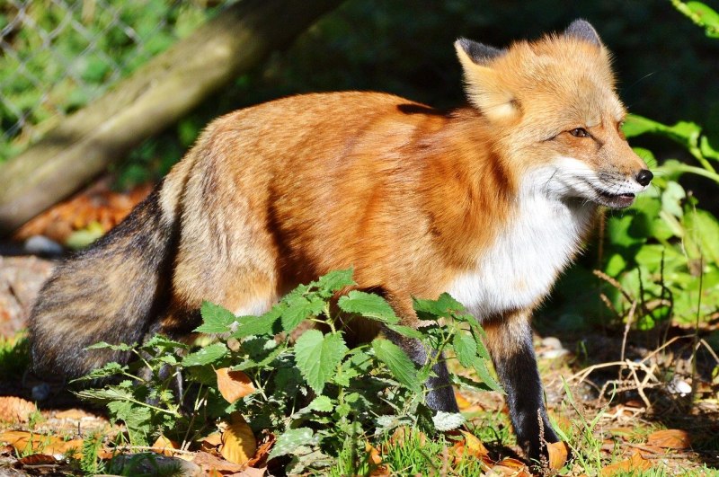 Пампасская лисица Южной Америки