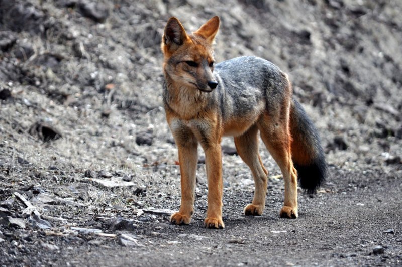 Американский Корсак Vulpes Velox
