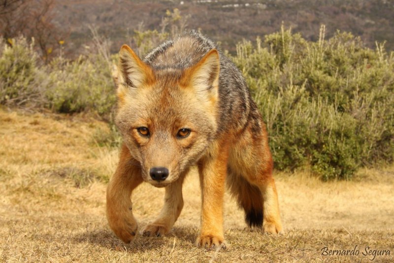 Серая лисица Urocyon cinereoargenteus