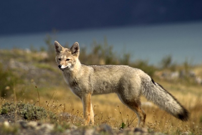 Серая лисица Urocyon littoralis