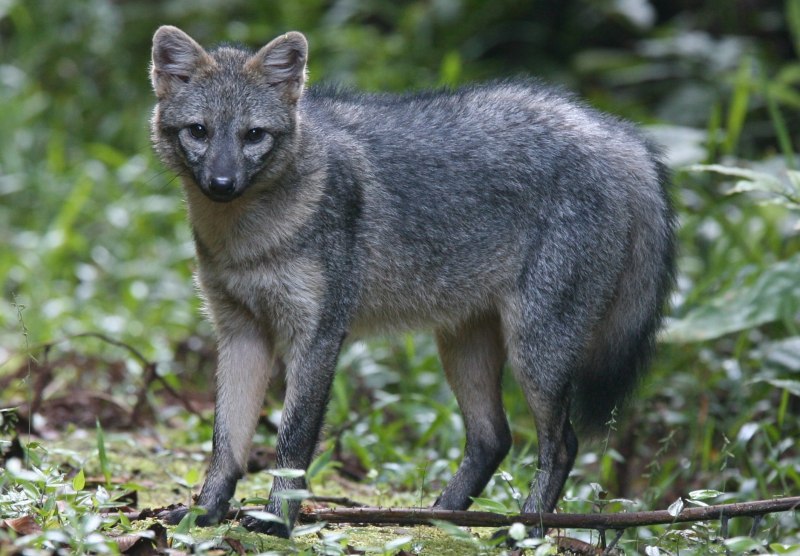 Urocyon littoralis