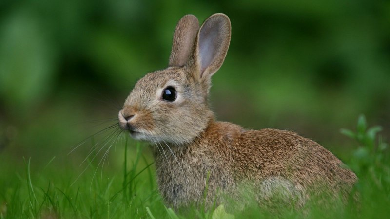 Заяц Русак (лат. Lepus europaeus)