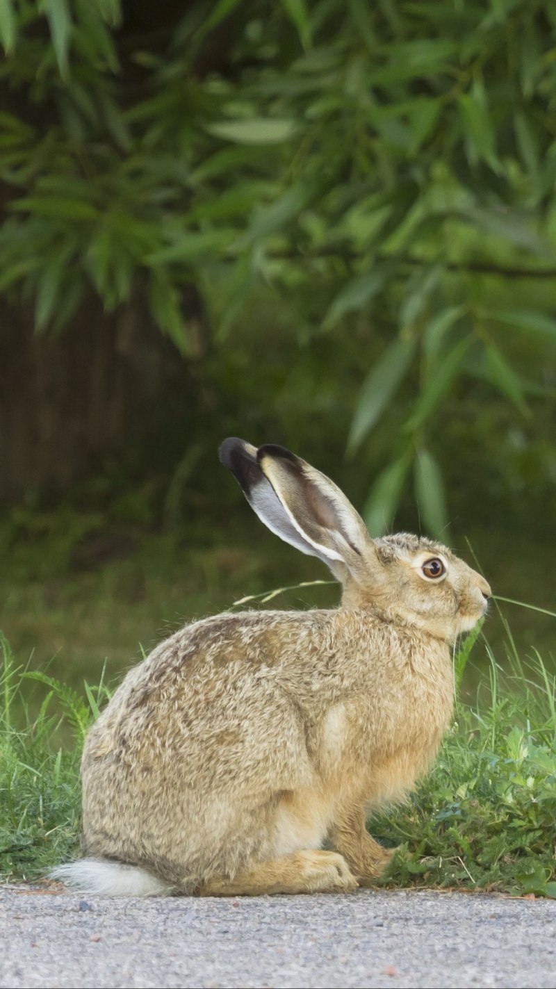 Кролик русак (62 фото)