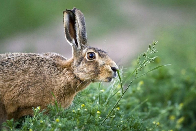 Заяц Русак (лат. Lepus europaeus)