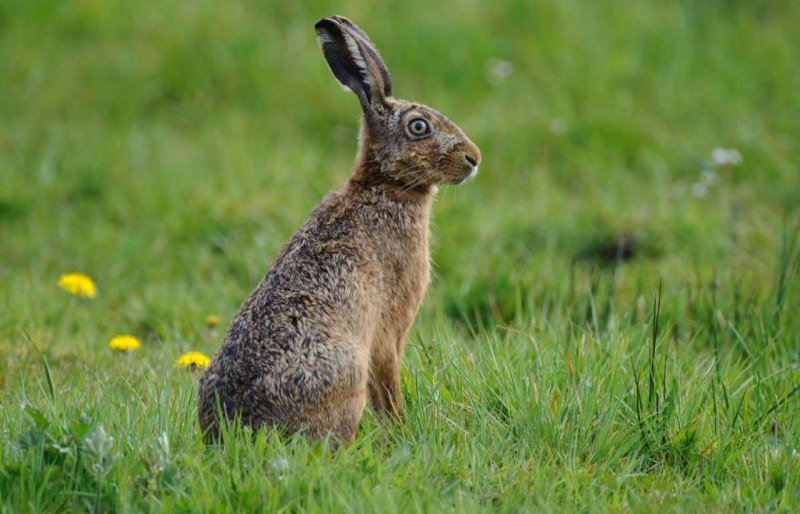 Заяц Русак (Lepus europaeus)