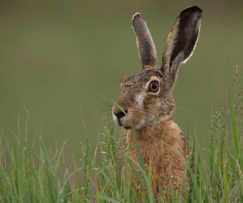 Заяц Русак (Lepus europaeus)