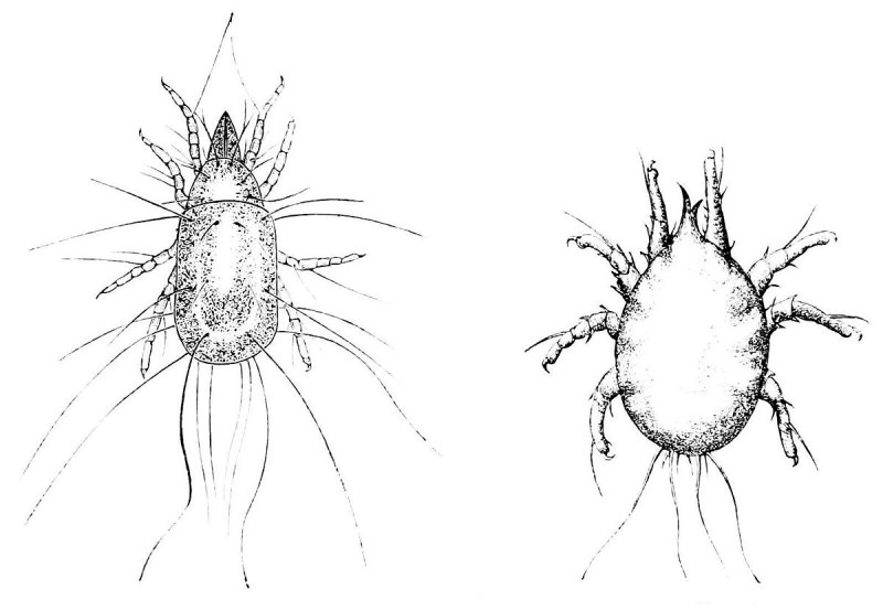 Tyroglyphus farinae мучной клещ