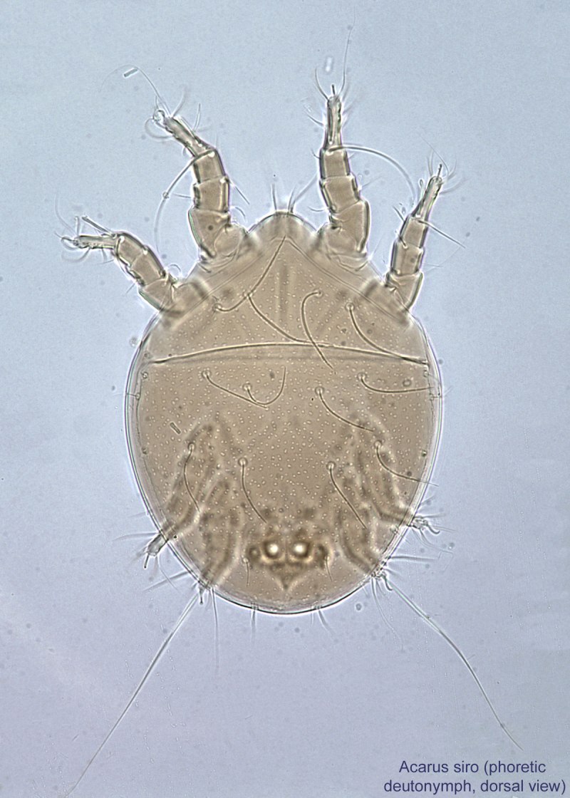 Tyroglyphus farinae