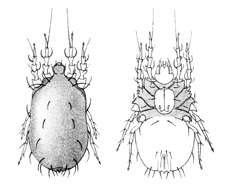 Penthaleus Major
