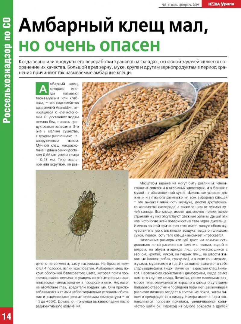 Жук Амбарный долгоносик
