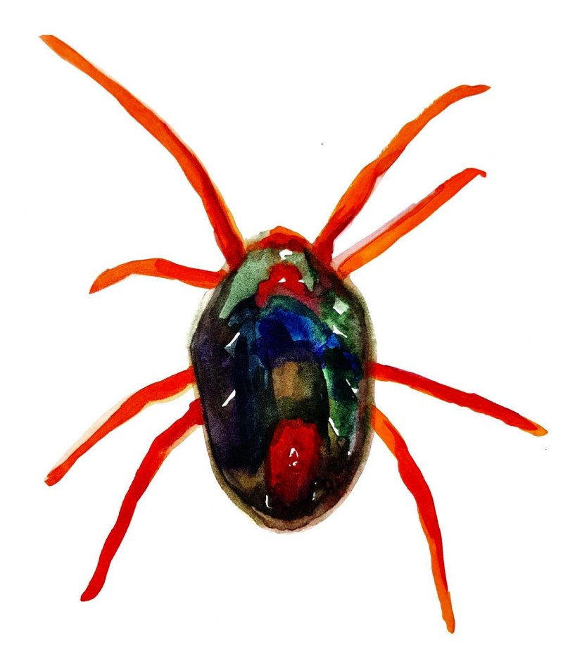 Amblyseius cucumeris
