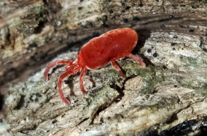 Ixodes hexagonus