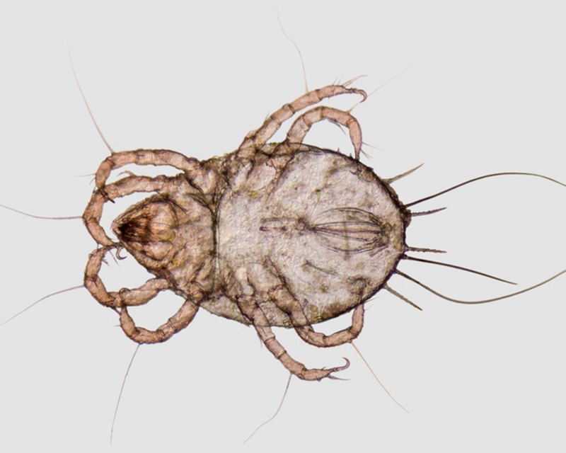Клещ Dermatophagoides pteronyssinus