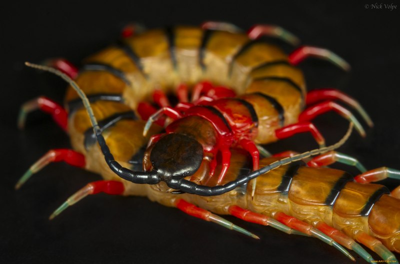Scolopendra subspinipes ядовитая