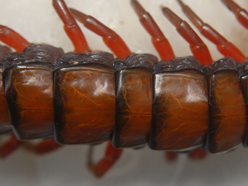 Scolopendra subspinipes