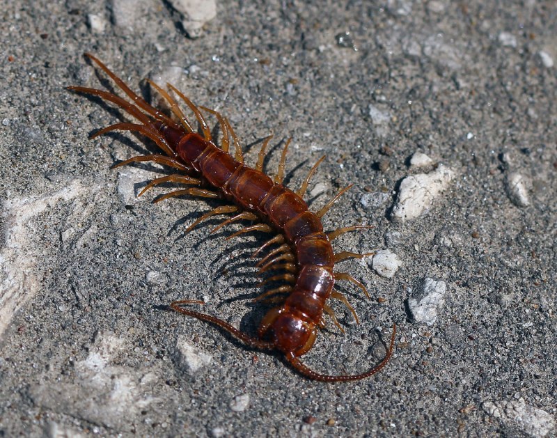 Scolopendra subspinipes