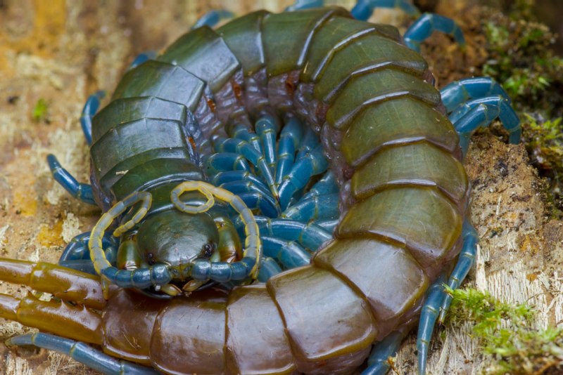 Scolopendra polymorpha