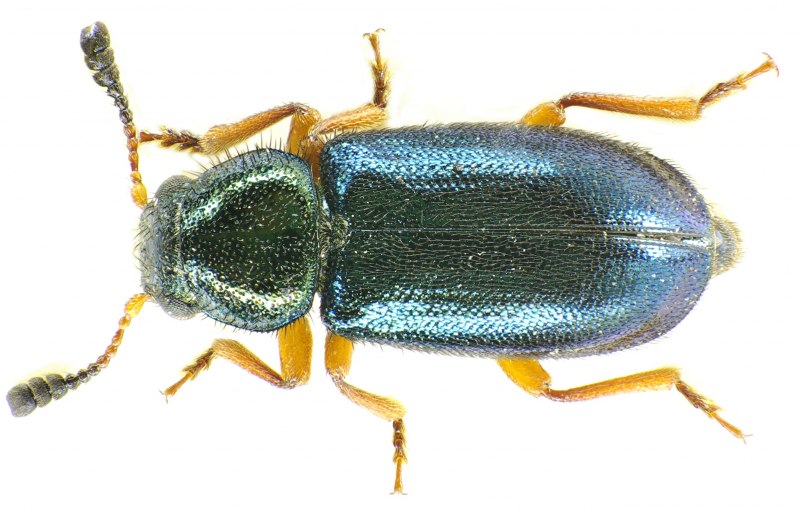 Necrobia rufipes