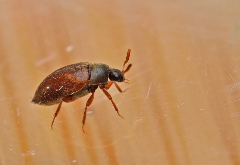 Жуки кожееды Dermestes Lardarius