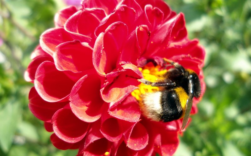 The Bumblebee insect is sitting on a Bird Cherry Tree
