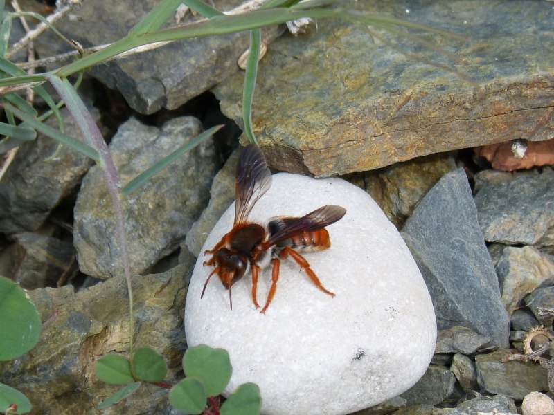 Xylocopa violacea
