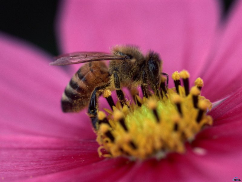 Красная пчела (45 фото)