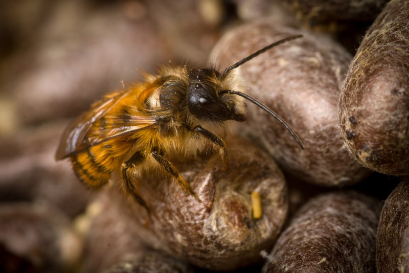 Шмель Моховой – Bombus muscorum (Fabricius, 1775).