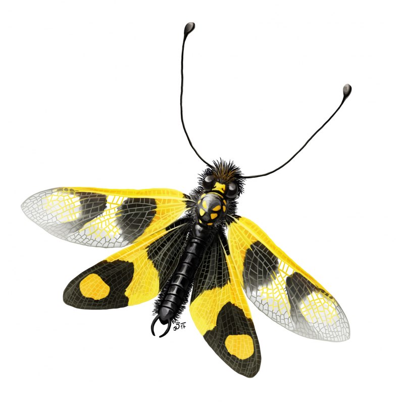 Ascalaphus macaronius