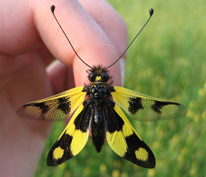 Ascalaphus macaronius