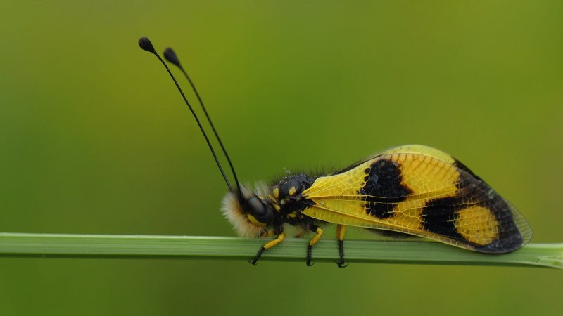 Libelloides macaronius