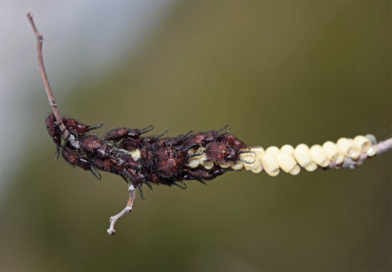 Аскалаф Сибирский libelloides sibiricus (Eversm.)