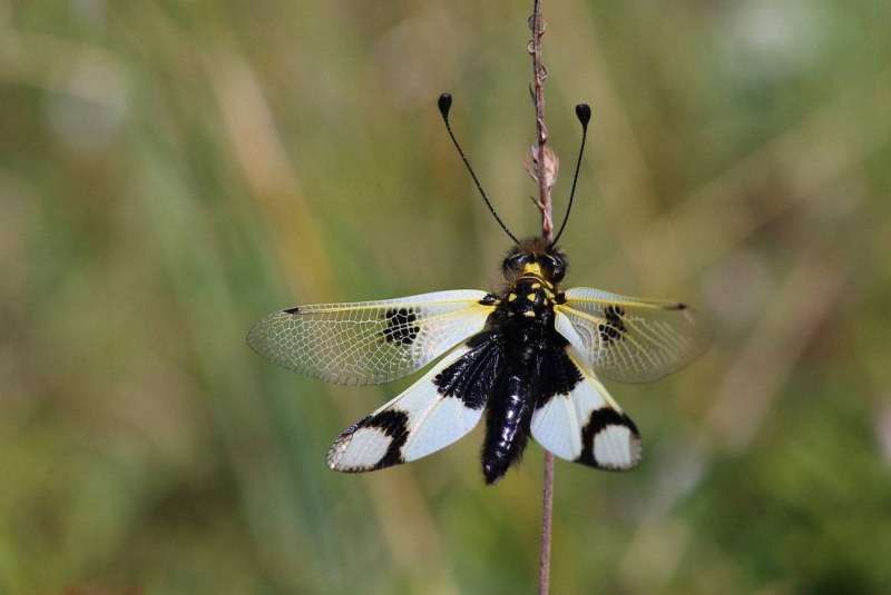 Аскалаф пестрый libelloides macaronius