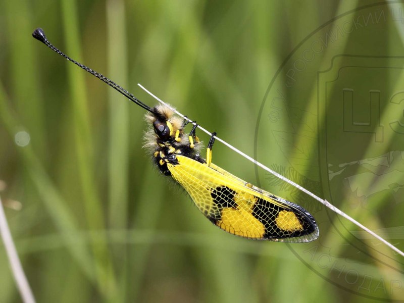 Owlfly's