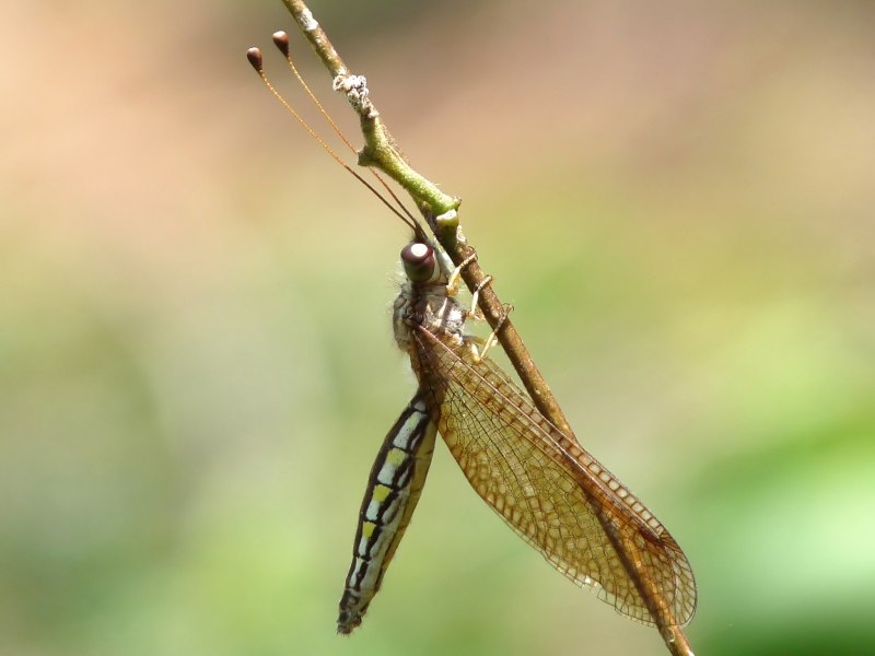 Отряд сетчатокрылые Neuroptera представители