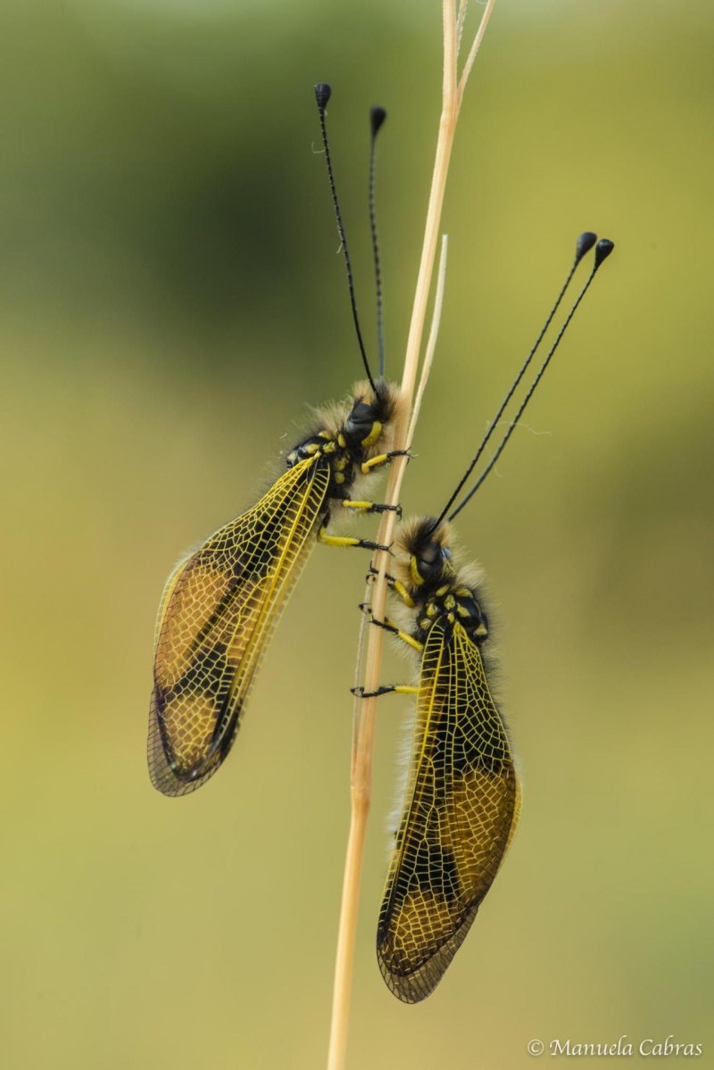 Ascalaphus libelluloides