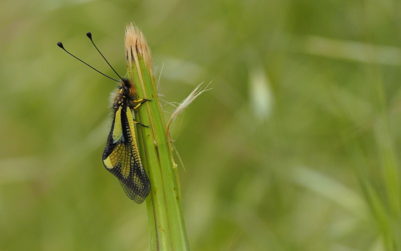 Libelloides личинка