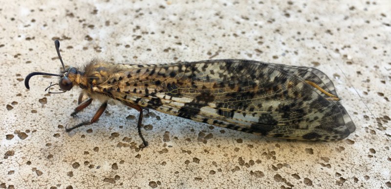 Аскалаф Сибирский libelloides sibiricus Eversmann, 1852