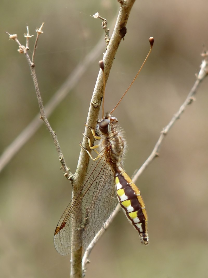 Аскалафов (Ascalaphidae) рисунок