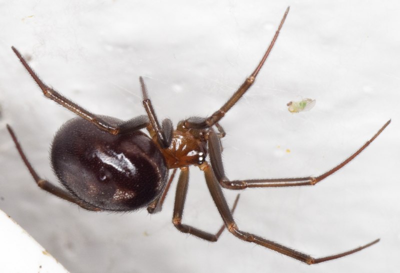 Steatoda Dahli