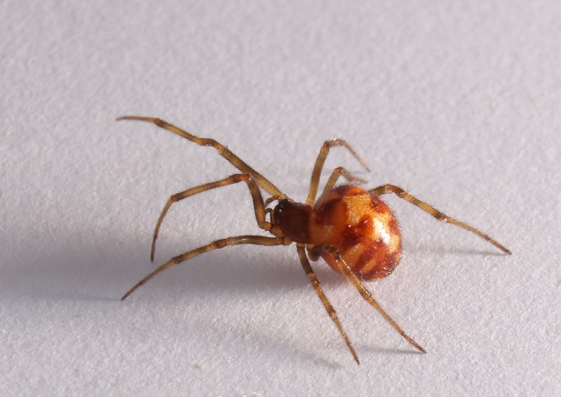 Steatoda triangulosa паук