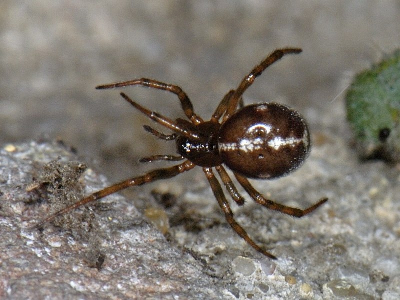 Домовый паук Steatoda grossa