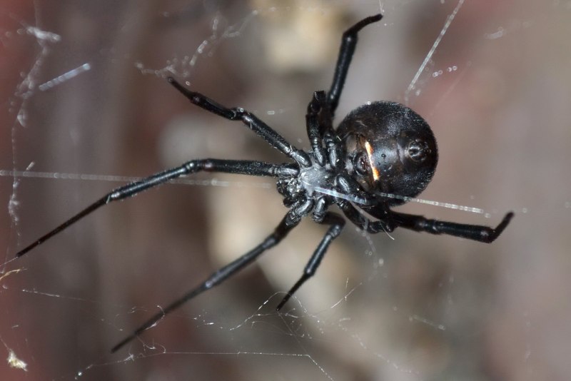Домовый паук Steatoda grossa