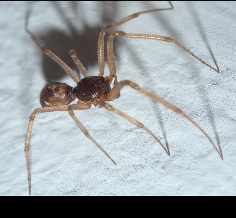 Steatoda triangulosa