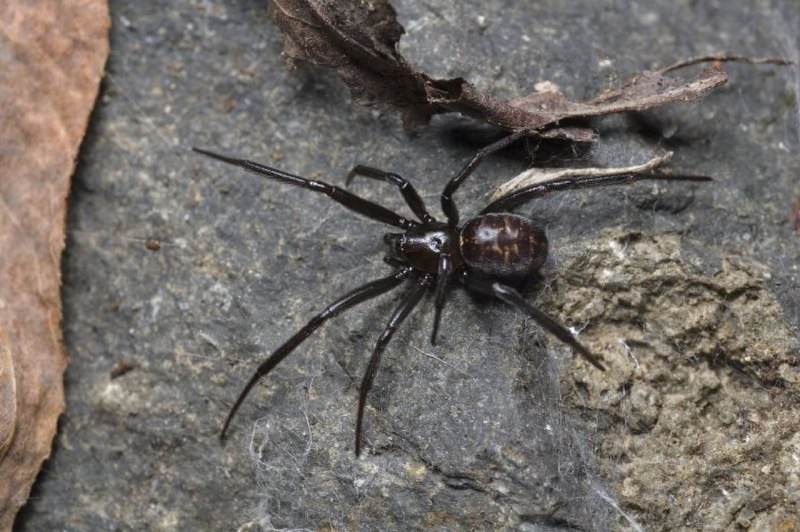 Домовый паук Steatoda grossa