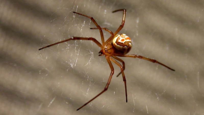 False Widow Spider